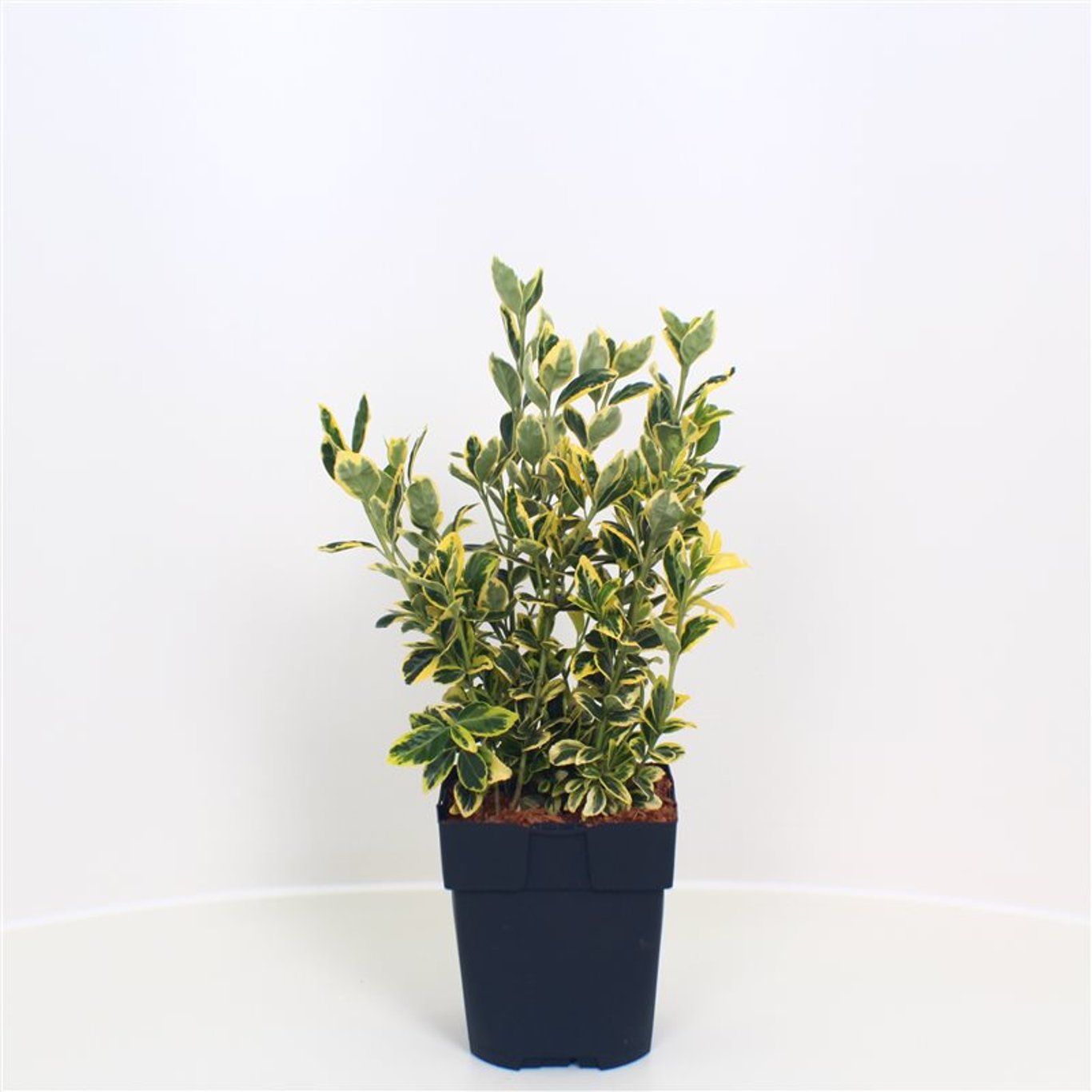 Euonymus jap. 'Marieke' - C2